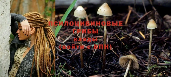 прущие грибы Белоозёрский